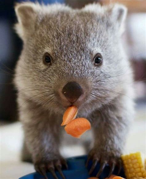 Wombat Munchies Cute Baby Animals Cute Animals Cute Wombat