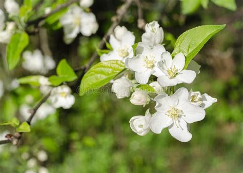 Branch Of A Blossoming Spring Apple Tree On A Sunny Spring Day Stock