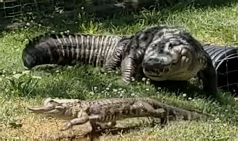 Florida News Alligator Snapped Hunting Smaller Rival Reptile At Zoo