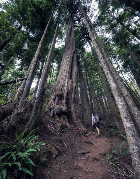 Tall Trees Of British Columbia My Wife Checking Out The Old Growth