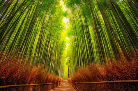 Bamboo Forest Discovered From Dream Afar New Tab Forest Photography