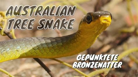 Common Tree Snake Green Tree Snake Or Australian Tree Snake