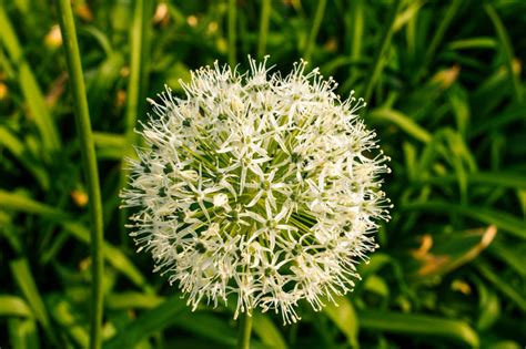 È un fiore ma sembra anche un sneeubal in forma. I Fiori A Forma Di Globo Circolare Bianco Dell'allium ...