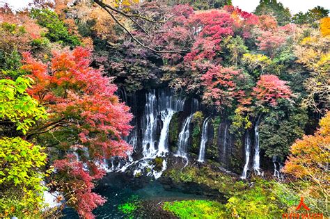 Shiraito Falls Kawaguchiko Lake And Momiji Festival Trip Tokyo Gaijins
