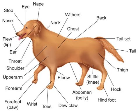 Controls the body with chemicals called hormones. Female Dog Anatomy - Types, Parts and Functions