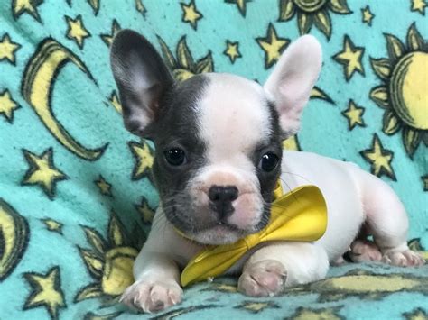 Find french bulldogs & puppies for sale across australia. View Ad: French Bulldog Puppy for Sale near Pennsylvania ...