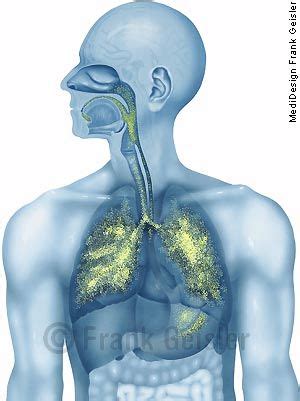Bei solchen menschen arbeitet das lymphsystem. Anatomie Atemwege des Menschen, Atemtrakt, Atmungsapparat ...
