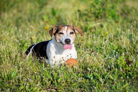 Happy Dog Lying In Grass And Relaxing After Ball Playing And Show