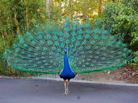 50 Best Beautiful Peacock And Most Beautiful Peacock Hd Wallpaper Pxfuel