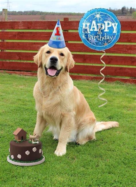 Golden Retriever Birthday