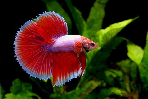 Betta Fish Everything You Need To Know About The Species