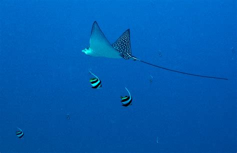 It Must Be The Season For Spotted Eagle Rays Off The