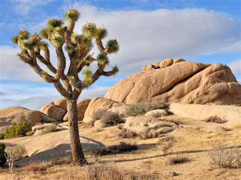 How A Tree And Its Moth Shaped The Mojave Desert Science Smithsonian
