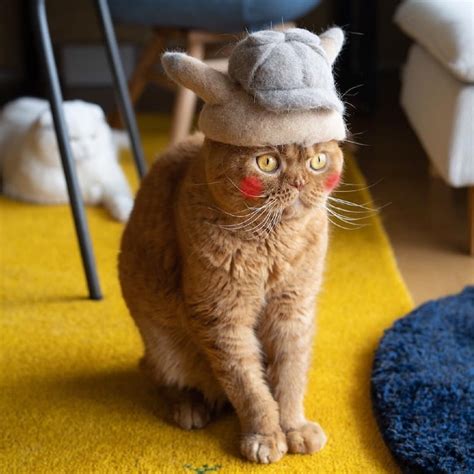 Pet Owners Craft Creative Cat Hats Out Of Their Own Excess Fur
