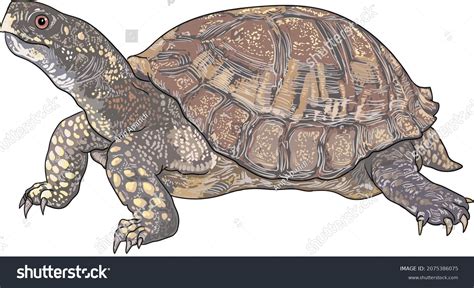 Astern Box Turtle Drawing Herbivora Artillustration Stock Vector