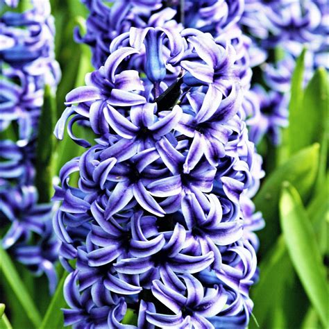 Beautiful Blue Hyacinth Bulbs For Sale Online Blue Jacket Easy To