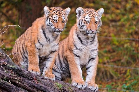 Tiger Cubs Free National Geographic Pix