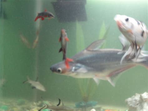 The albino rainbow shark (epalzeorhynchos frenatum) is a longtime favorite in the aquarium care is simple for the albino rainbow shark. Photo #22 - Black Rainbow Sharks,behind Albino Rainbow ...