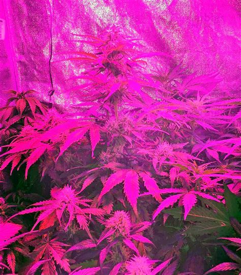Buy Northern Light Automatic Feminized Seeds By Nirvana Seeds Herbies