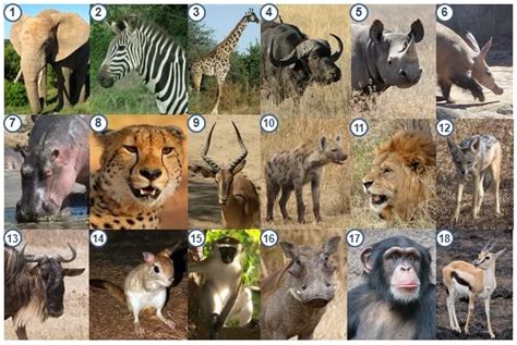 Africa is home to some of the most well known, loved and feared animals in the world! The Topic for 18.30-20.30 Lesh English club on Sunday, 15 ...