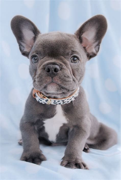 French Bulldog Puppies And Frenchie Puppies For Sale South Florida