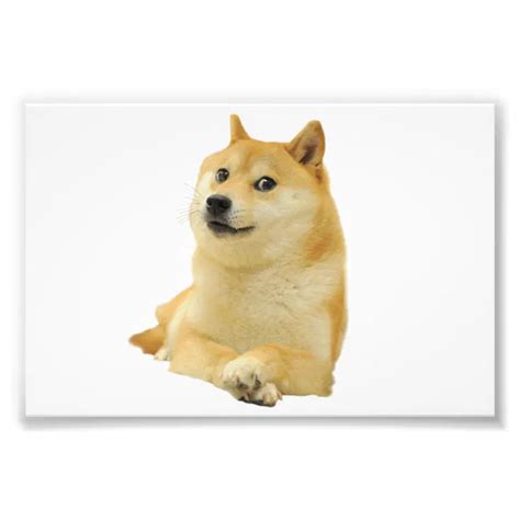 Doge Meme Doge Shibe Doge Dog Cute Doge Photo Print Zazzle