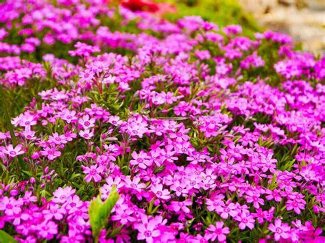 10 Of The Best Flowering Ground Cover Plants Lawnstarter 2022