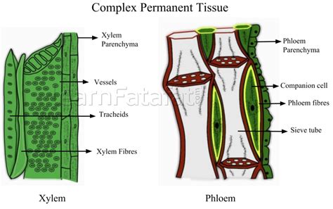 Vitorr Short Notes On Complex Permanent Tissues