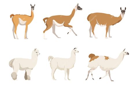 Premium Vector Set Of Camelids South America In A Cartoon Style