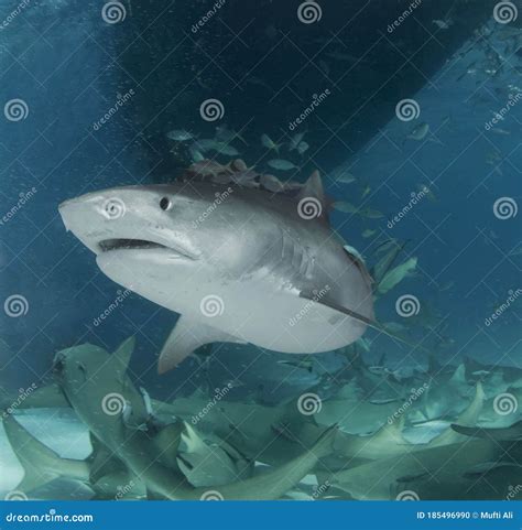 Tiger Shark Stock Photo Image Of Animal Island Bahamas 185496990