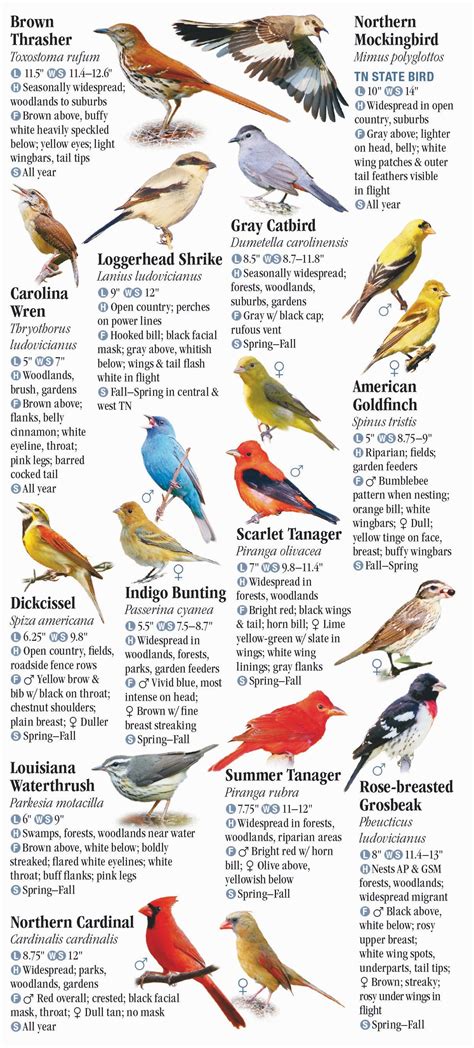 Birds Of Tennessee Including The Great Smoky Mountains Quick