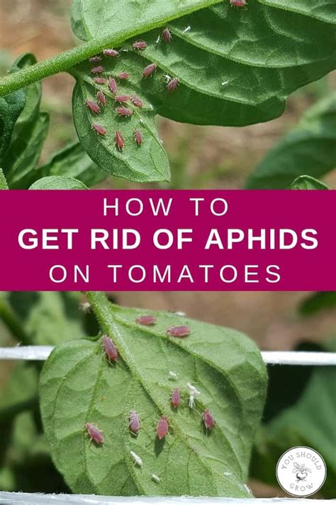 Top 20 Little Black Bugs On Tomato Plants