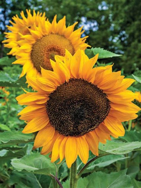 S On Twitter Rt Sunflowerchives Inlove With Sunflowers 🌻 🌻