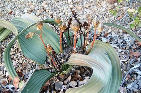 Welwitschia Mirablilis An Extraordinary Plant Amusing Planet