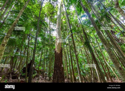 Lush Temperate Rainforest In Australia Stock Photo Alamy
