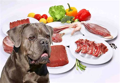 What And How Mich To Feed Cane Corso