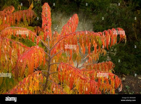 Sumac Rhus Typhina Leaves In Autumn Stock Photo Alamy