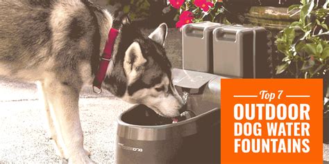 I heard someone say as early as 2 i put the puppy food i am feeding the mom in a food processor with warm water at 2.5 to 3 wks. Top 7 Best Outdoor Dog Water Fountains - 2020 Buying Guide & Reviews