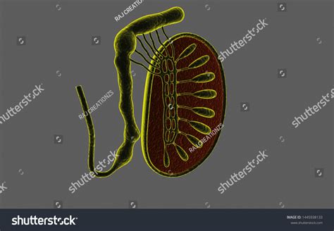3d Rendered Cross Section Testicles Isolated Stock Illustration 1445938133 Shutterstock