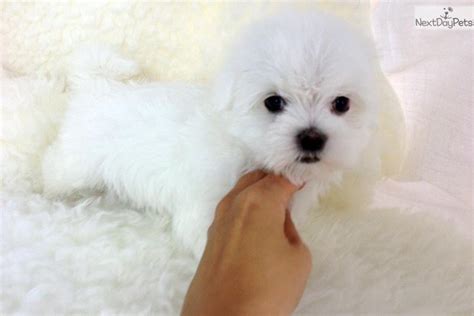 How much do maltese puppies cost. Donner - Teacup Maltese Puppy | Maltese puppy for sale near Los Angeles, California | 8abb3af7-bdc1
