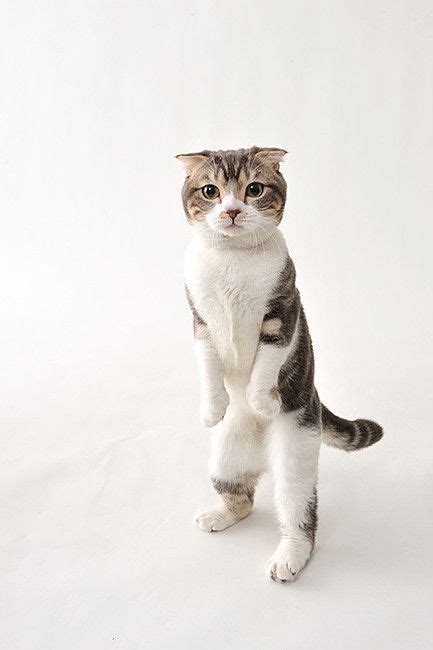 Stand Up Straight Animal Cat Cute キュートな猫