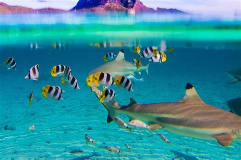 Bora Bora Lagoon Snorkeling Cruise With Sharks And Stingrays 2024
