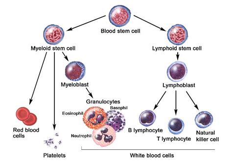 Medical Pictures Info Granulocytes