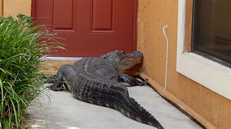 Miami Man And Dog Find Giant Alligator On Front Doorstep Abc News
