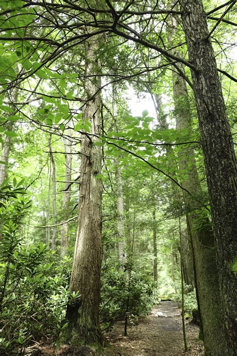 Tibbs Run Preserve West Virginia Botanic Garden