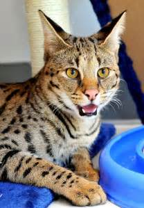 Cat pricing and shipping options. F1 Savannah Cat by Josh Norem on 500px | Razas de gatos ...