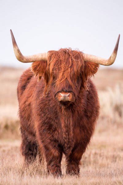 Highland Cow On Nature — Stock Photo © Mennoschaefer 126740100