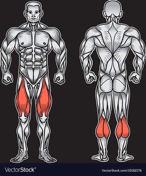 Anatomy Of Male Muscular System Exercise Vector Image