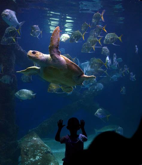 Zoos And Aquariums More Than Meets The Eye That Pet Blog