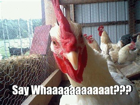 Common Chicken Sayings Idioms Other Funny Things We Say Backyard Chickens Learn How To Raise